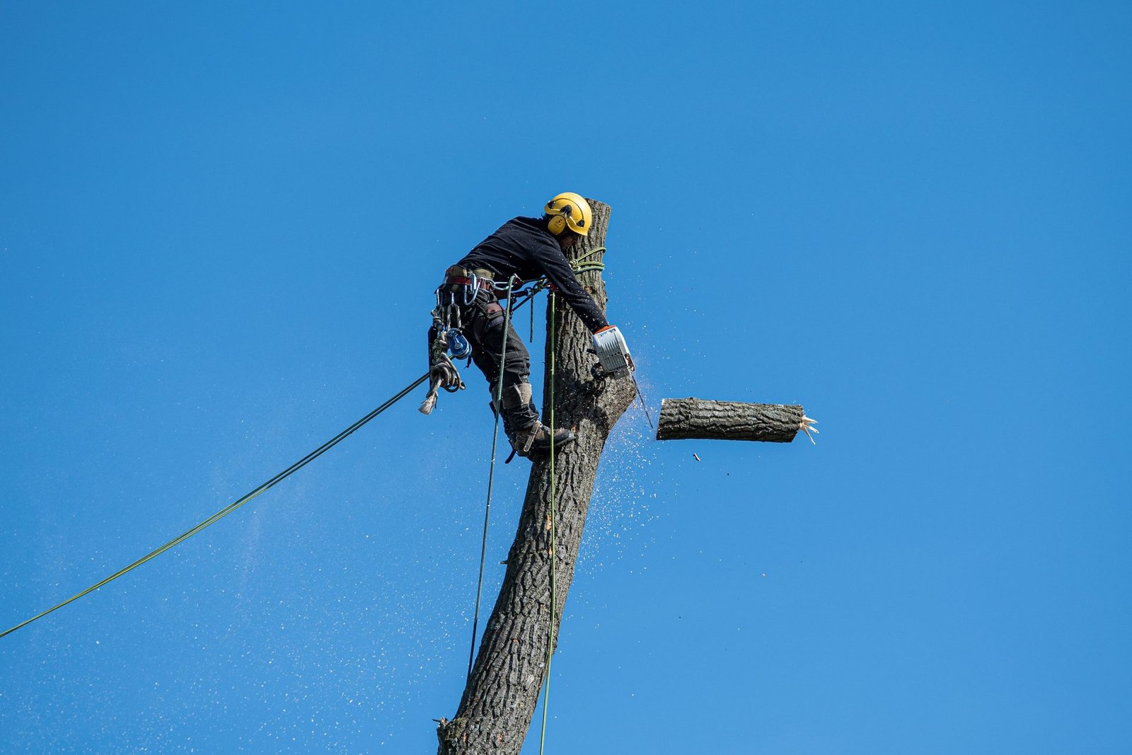 Tree trimming service in a NYC outer borough backyard